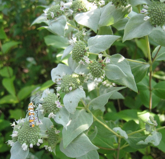Mountain Mint Seeds - 1000 Count - Rare Medicinal Herb - Aromatic Plant (Pycnanthemum spp.)