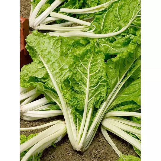 Swiss Chard Seeds 50 Ct Lucullus Heirloom Non-GMO Vegetable Garden
