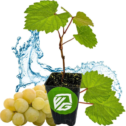 Blanc du Bois Grape Live Plant - Vitis labrusca - 3-Inch Deep Pot - Fresh, Healthy Grapevine for Home Garden