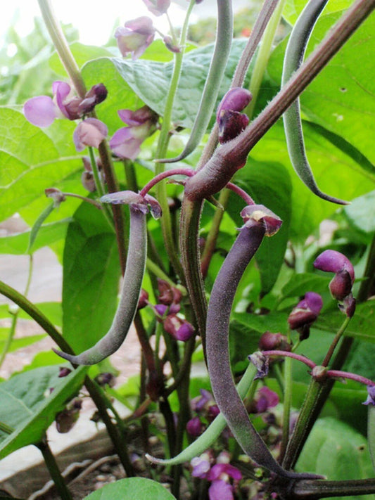 Royal Burgundy Bush Green Bean Seeds, NON-GMO, Stringless, Phaseolus vulgaris, Heirloom Variety, Free Shipping