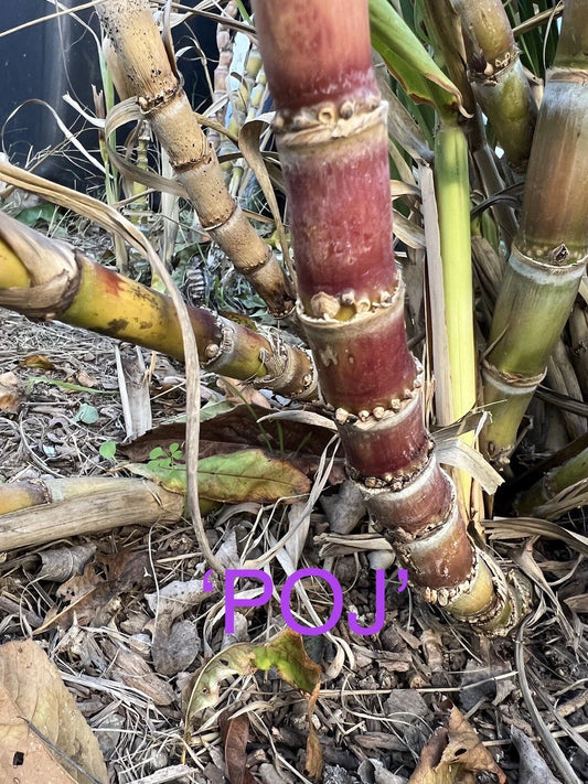 Rare Heirloom Sugar Cane Plants - Well Rooted Large Varieties - Ideal for Gardens and Landscaping - Saccharum officinarum