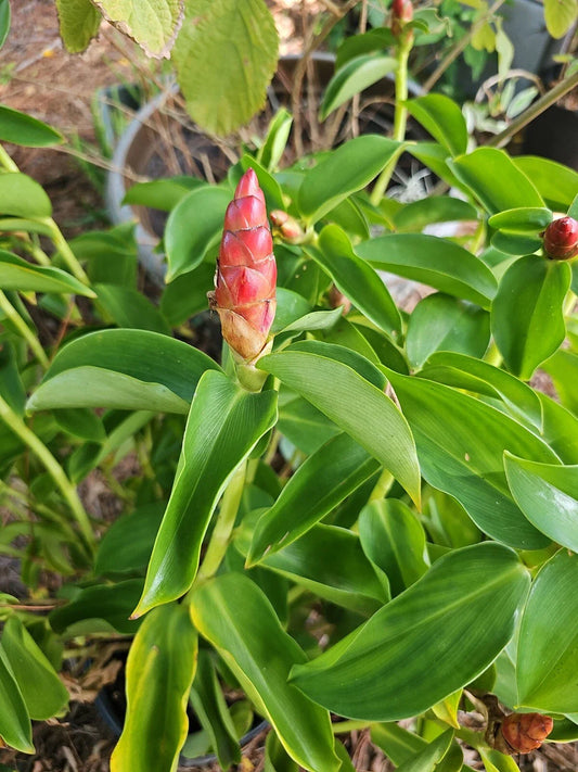 Spiral Red Button Ginger Plant 10-12" Costus woodsonii Rooted Live Tropical Flora