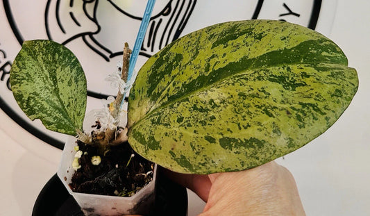 Hoya Plant - Live Michelle Silver Leaf - Hoya carnosa 'Michelle' - Easy Care Indoor Houseplant