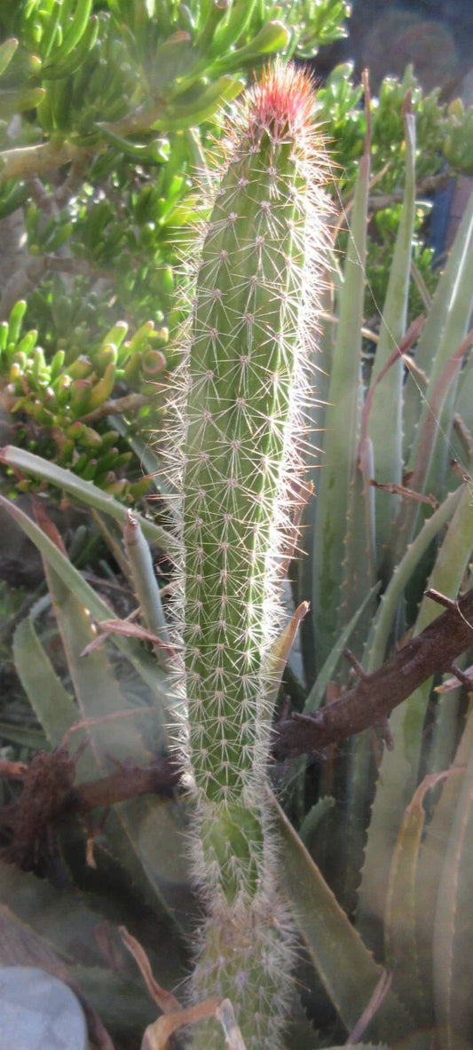 Snake Cactus Tip Cut - 12" Peniocereus serpentinus - Nyctocereus serpentinus - Unique Desert Plant Propagation