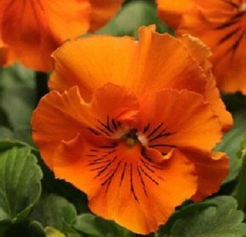 Pansy Seeds - Frizzle Sizzle Orange - 50 Flower Seeds - Viola wittrockiana