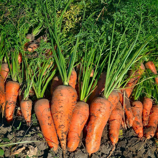 Royal Chantenay French Carrot Seeds - NON-GMO Heirloom Fresh Vegetable Seeds - Daucus carota