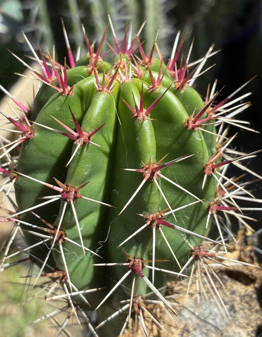 Stenocereus Queretaroensis Cutting, Live Succulent Plant, Pitaya, Cactus Variety