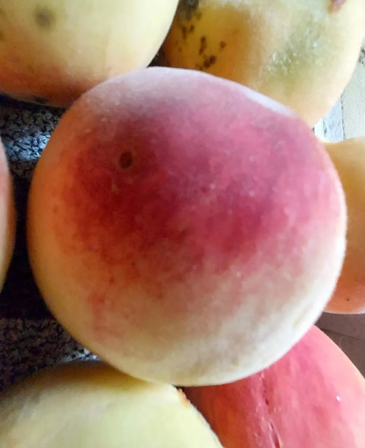 Peach Tree 4 Seeds Red Haven - White Fruit - Hardy Perennial Plant (Prunus persica) - Home Garden Edible Plants