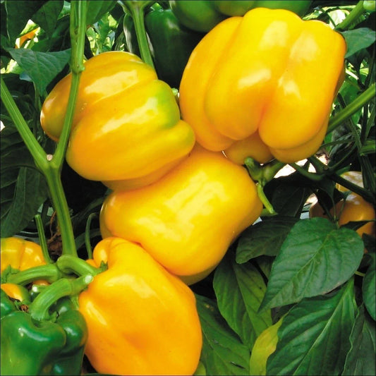 Canary Yellow Sweet Bell Pepper Seeds, NON-GMO Heirloom, Various Sizes, Capsicum annuum, Free Shipping