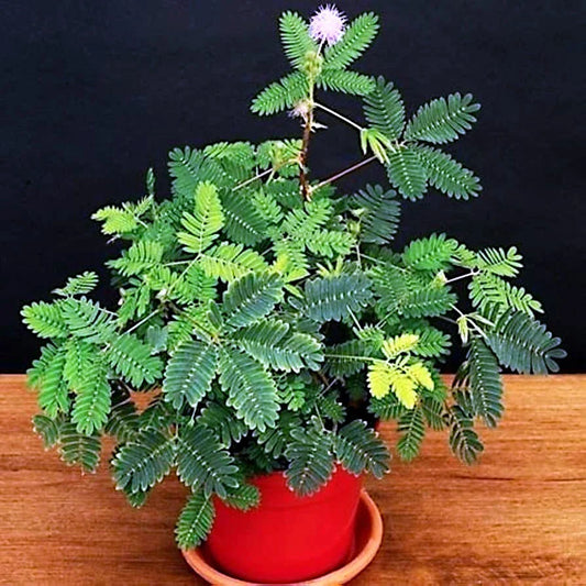 Dwarf Mimosa Pudica Seeds - Sensitive Plant Tropical Houseplant Flower Seeds - Easy to Grow Indoor Garden