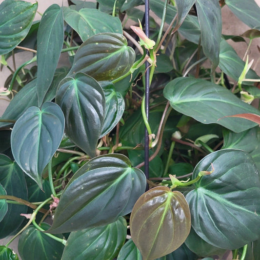Philodendron Micans Indoor Houseplant – 6" Pot – Velvet Green Vining Plant – Easy Care Houseplant