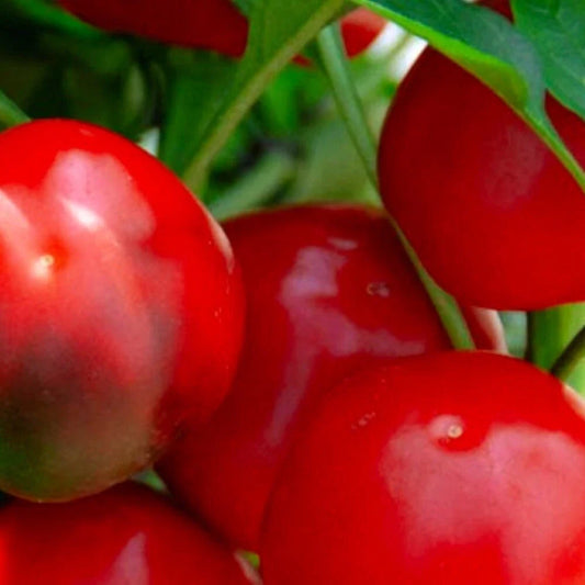 Red Cherry Sweet Pepper Seeds | NON-GMO Heirloom | Fresh Garden Seeds | Capsicum annuum
