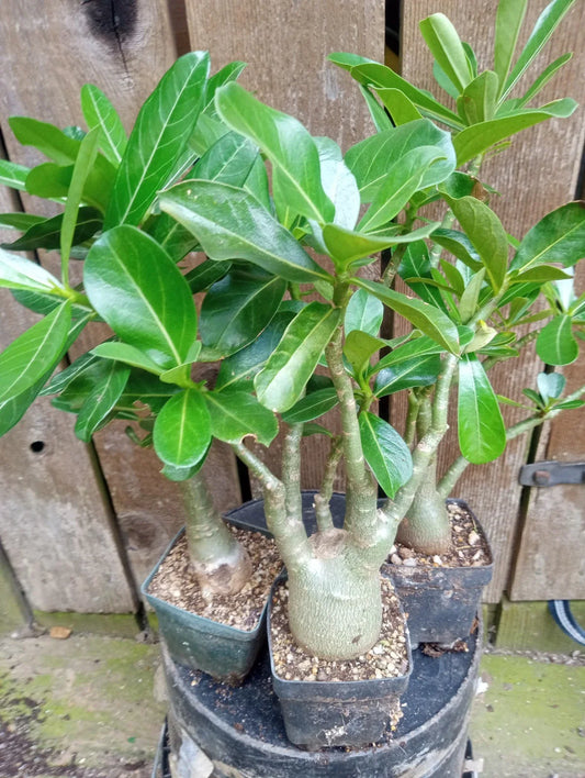Adenium Desert Rose Potted Plants 4 Inch Mixed Colors (10-12'' Tall) - Fully Rooted Adenium obesum