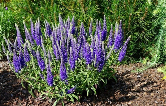 Veronica 'Purple' - Speedwell Plant, Purple Flowering Perennial, Garden Flower, Hardy Ground Cover, Veronica sp.