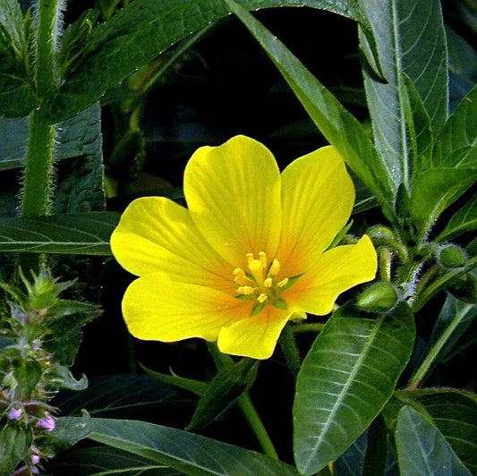 Creeping Primrose Plant 8" Yellow Blooms (Ludwigia repens) for Ponds & Bogs, Hardy Zones 5-10, Bareroot, Moist Shipped