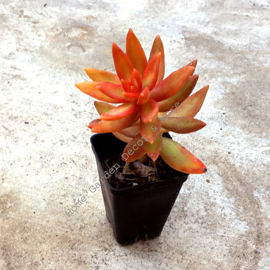 Rooted Succulent Plant - Sedum Adolphi 'Firestorm' - Red Orange Coppertone - Easy Care Houseplant