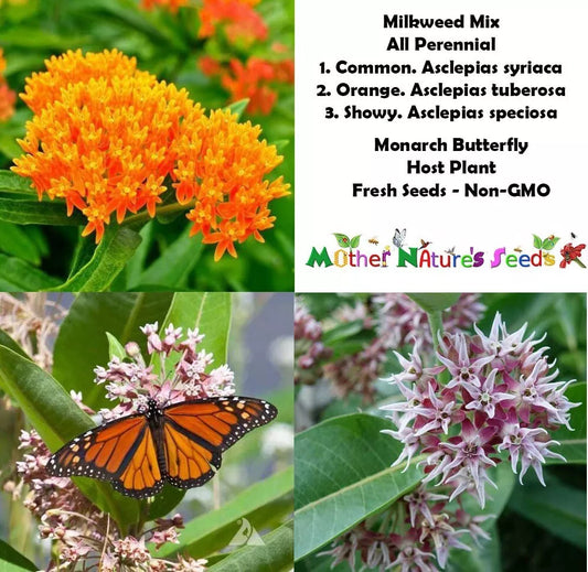 Perennial Milkweed Seeds Mix for Monarch Butterflies - Non-GMO Orange Variety - 100 Seeds - Asclepias spp.