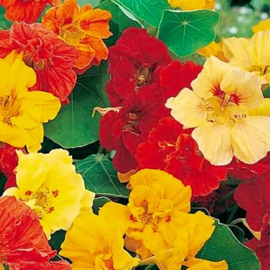 Nasturtium Seeds Jewel Mix | Non-GMO Heirloom Flower Seeds | Fresh Garden Variety