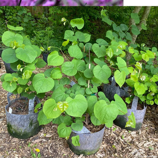 Eastern Redbud Tree 1-2 Year 8"-20" Plant Cercis canadensis - Pink Spring Blooms, Ornamental Tree for Gardens
