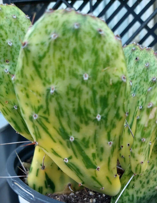 Variegated Prickly Pear Cactus 1 Pad Opuntia cochenillifera - Unique Colorful Succulent for Indoor/Outdoor Gardens