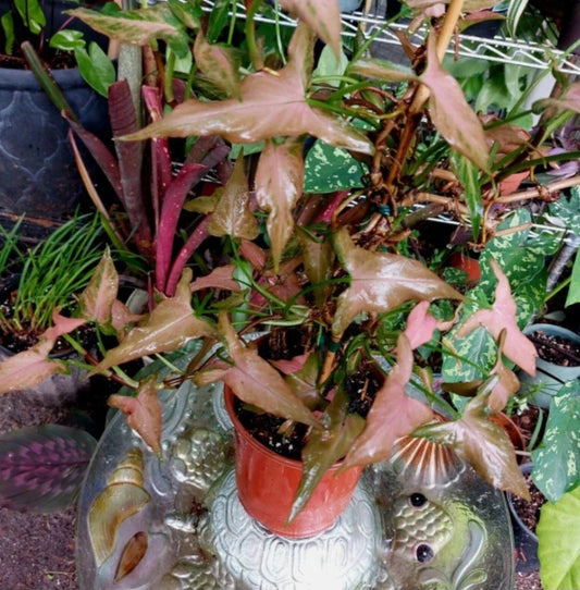 Pink Dwarf Syngonium Plant - Rare Indoor Houseplant - Syngonium podophyllum
