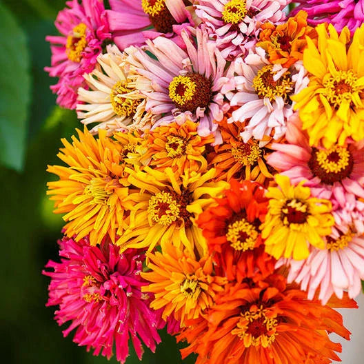 Zinnia Seeds - 200 Count - Burpeeana Giants Mix - Non-GMO - Annual Flowering Plants - Colorful Large Blooms