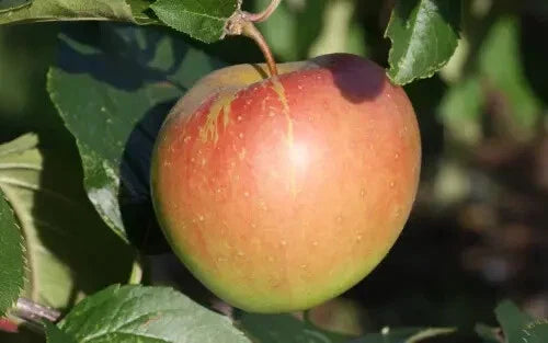 Spigold Apple Seeds - 25+ Pack for Garden Planting - Malus domestica - USA Grown, Non-GMO, Free Shipping