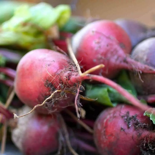 Early Wonder Beet Seeds, Tall Top Variety, NON-GMO Beetroot, Multiple Sizes Available, Free Shipping