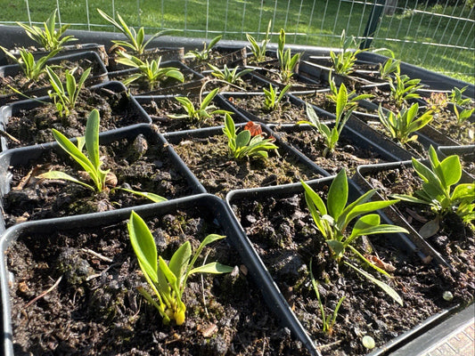 Lilium Catesbaei Pine Lily - Ultra Rare New Genetics from Scotland, NC - Unique Flowering Plant