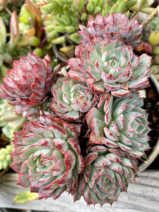 Rooted Succulent Plant 2 Inch Red Rare Echeveria Echeveria 'Rudolph'
