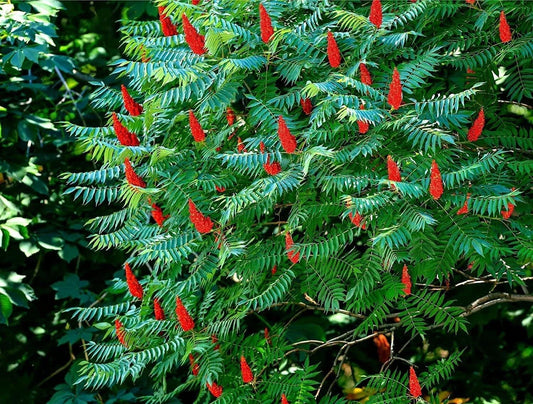 Staghorn Sumac Seedlings - Live Bush Plants - Rhus typhina - Hardy Perennial for Landscaping and Naturalization