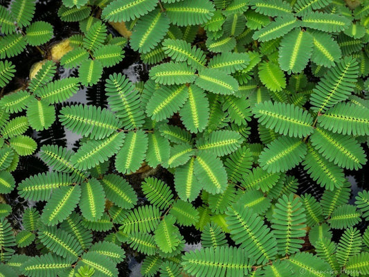 Water Mimosa Plant - Aquatic Tropical Marginal/Surface Plant - Mimosa pudica - Ideal for Ponds and Water Gardens