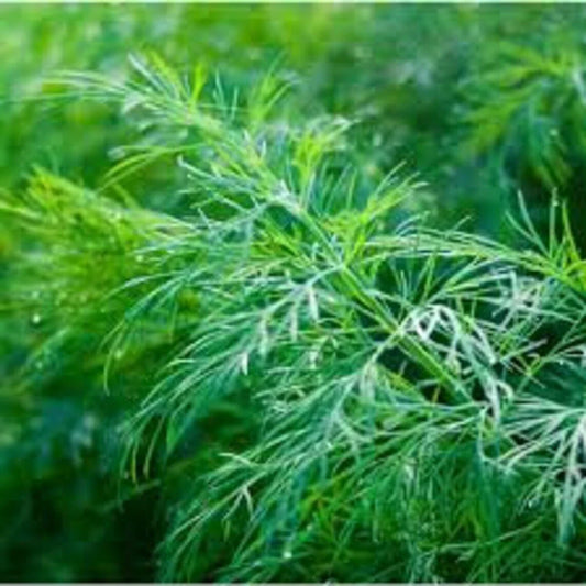 Dill Seeds 500+ Anethum Graveolens Culinary Herb Spice NON-GMO - Dukat Variety