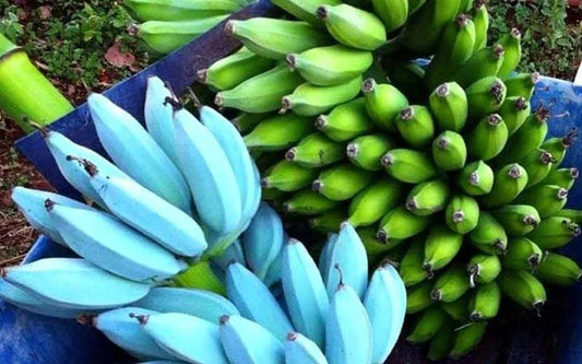 Musa Ice Cream Blue Java Live Banana Tree - Small Starter Plant - Ships Bare Root