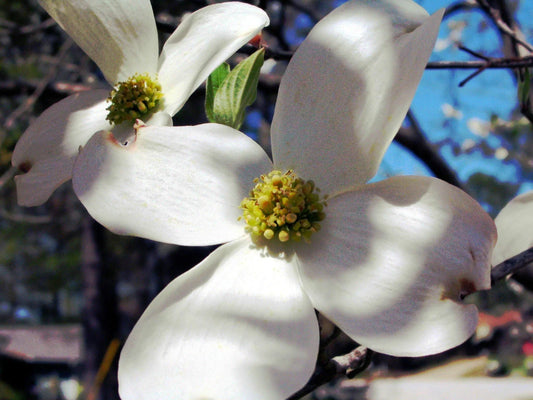 Dogwood Tree Seeds - Flowering Variety - Cornus florida - Native Plant Seeds for Gardening, Landscape, and Wildlife