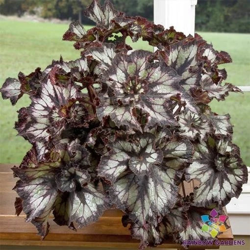 Super Curl Begonia Seeds - 25+ Pack for Garden Planting - USA Grown - Ideal for Home Gardens - Begonia x semperflorens