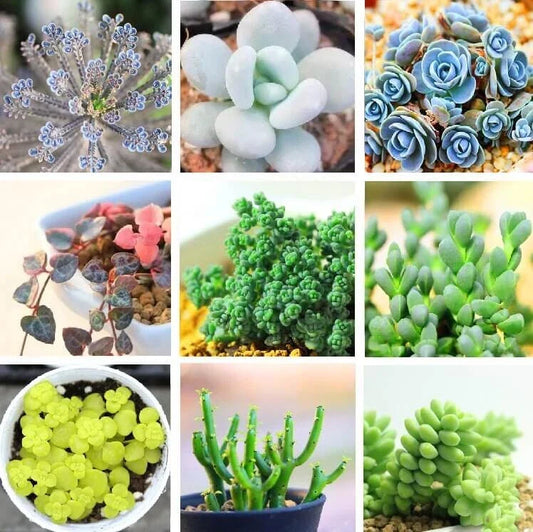 Rare Succulent Seeds Pack - 24 Varieties, Lithops Seeds, 100pcs per Pack - Perfect for Collectors and Gardeners