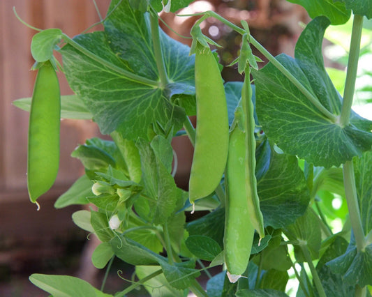 Snow Pea Seeds - 30+ Count - Dwarf Sugar Grey - Chinese Stir Fry Snap Peas - Edible Asian Vegetable