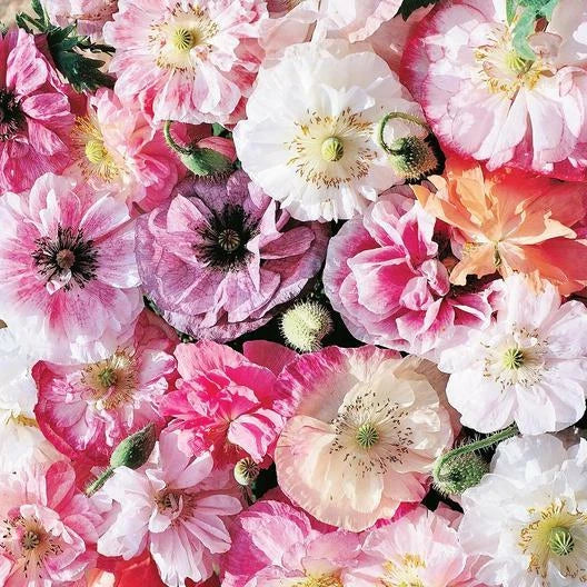Poppy Seeds - 300 Count - ANGEL’S CHOIR WHITE Mix - Non-GMO Fall Planting Spring Flowers - Papaver spp.
