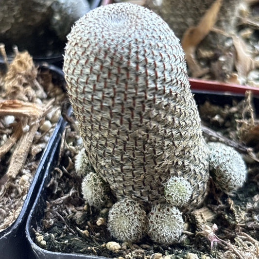 Rebutia heliosa Cactus - Rooted 2" Pot - Colorful Succulent Plant for Indoor Gardening