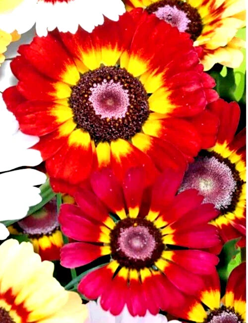 Painted Daisy Seeds 50 Count - Red/Orange Variety, Chrysanthemum carinatum, German Flag