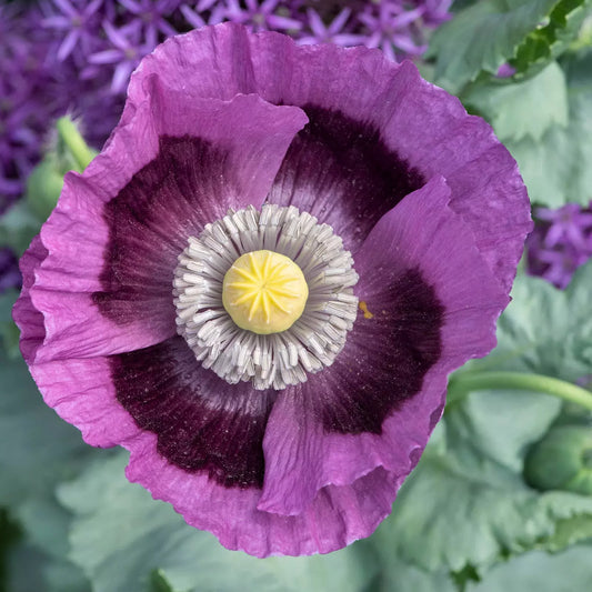 Hungarian Breadseed Poppy Seeds - Purple Variety - Non-GMO - 1000 Seeds - Papaver somniferum