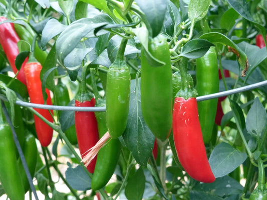 Serrano Hot Chili Pepper Seeds - NON-GMO - Ideal for Salsa & Pico de Gallo - Capsicum annuum