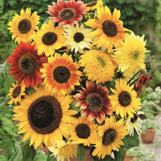 Sunflower Seed Mix - 50 Non-GMO Seeds, Here Comes the Sun Variety, Bees Love, Helianthus spp.