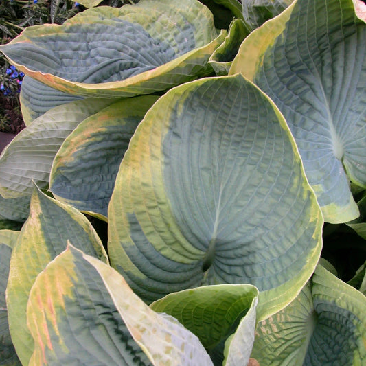 Hosta Frances Williams Perennial Plant in 5.25" Pot | Blue Variegated Foliage | Shade Tolerant | Hosta sieboldiana