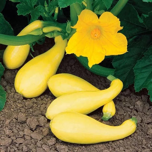 Summer Yellow Squash Seeds - 10 Vegetable Seeds - Cucurbita pepo - Free USA Shipping
