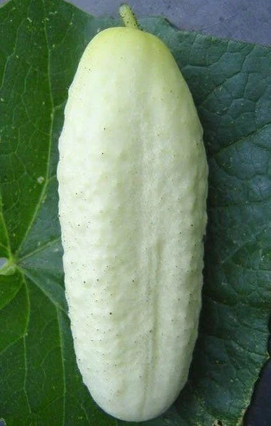 White Wonder Cucumber Seeds - 50+ Seeds - Culinary Pickling Variety - Cucumis sativus - Free Shipping