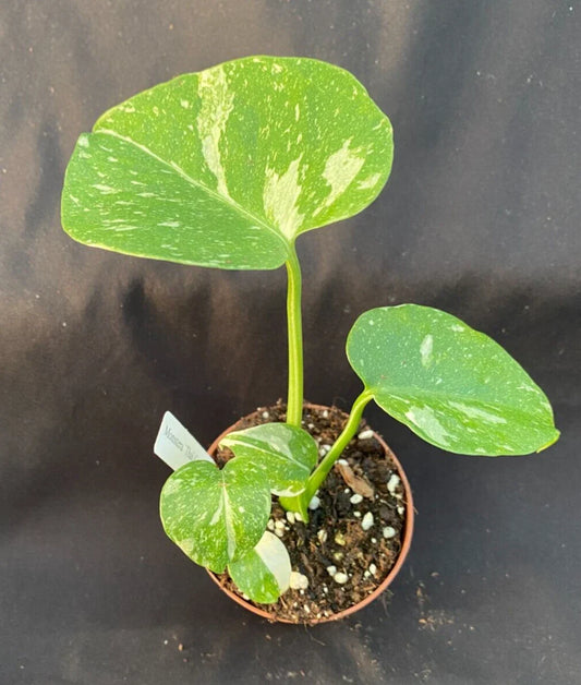 Monstera 'Thai Constellation' Rooted Plant in 3" Pot | Rare Variegated Houseplant | Monstera deliciosa