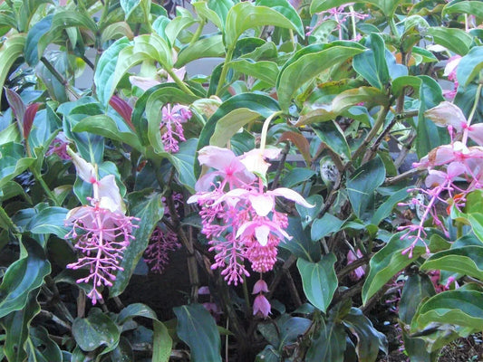 Royal Chandelier Medinilla Plant | Live Well Rooted Starter Plant | Rare Exotic Variety | Medinilla magnifica