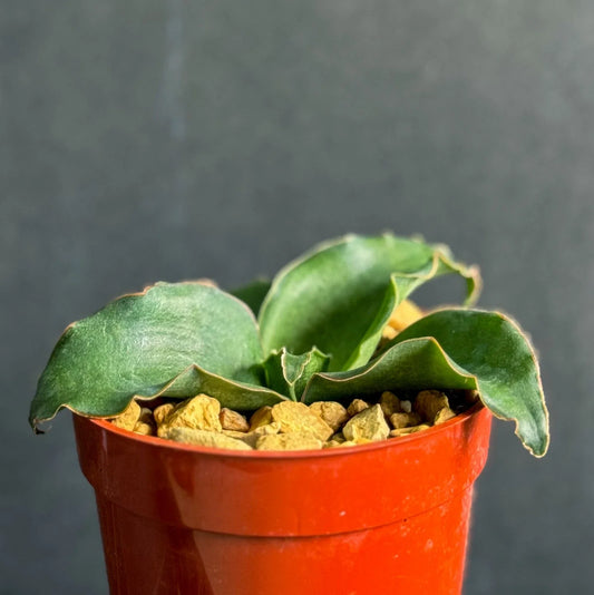 Snake Plant 4" Garden Houseplant, Sansevieria subspicata, Succulent Variety for Indoor Decor
